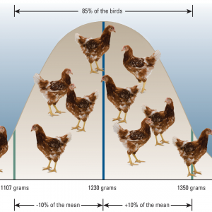 Body-weight-chart-with-brown-birds-png24.png