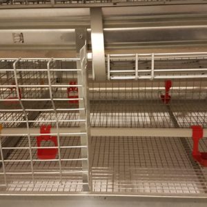 conventional-rearing-768
